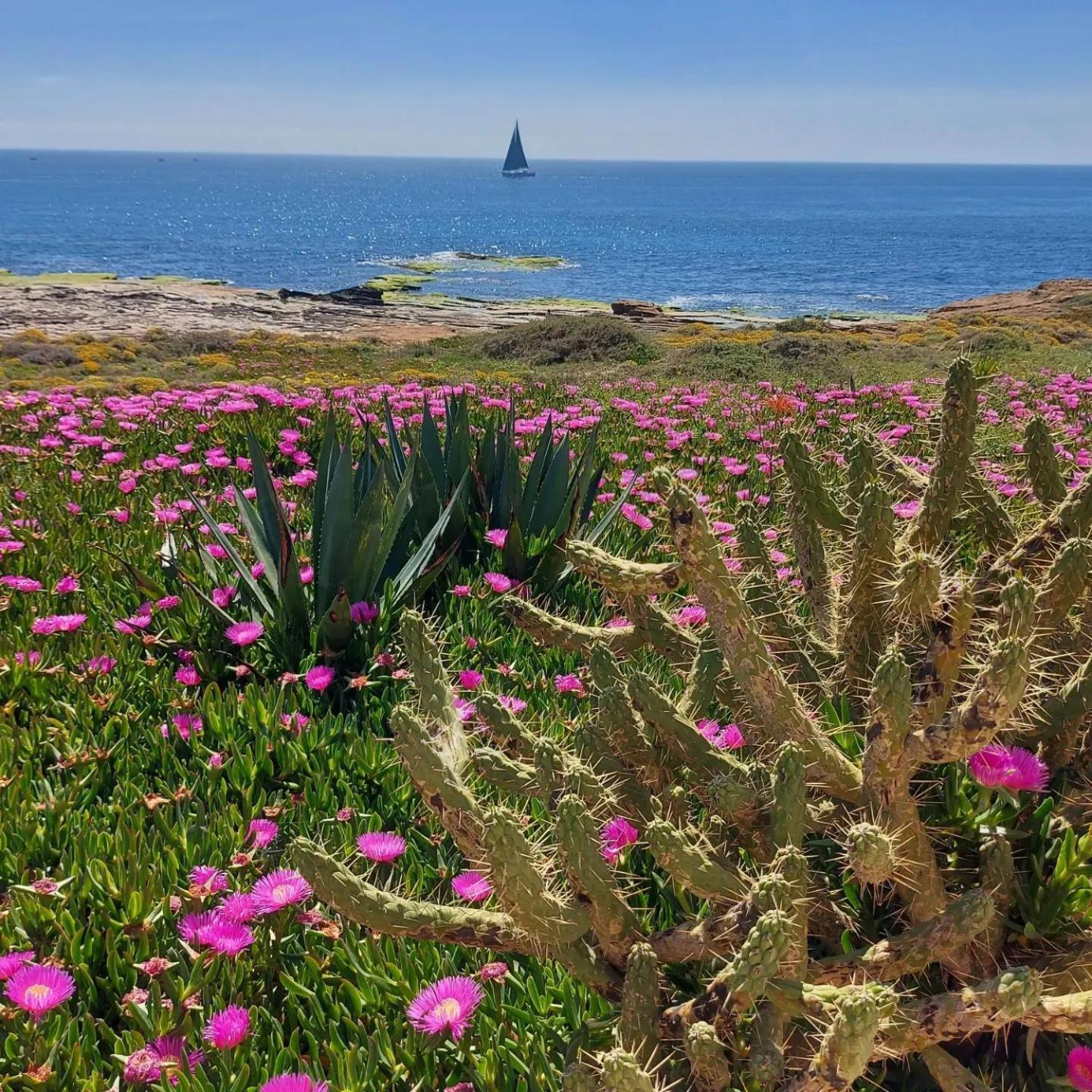 Maravillosa Terraza Con Vistas Al Mar, La Mata Торевьиа Экстерьер фото